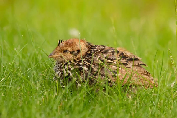 Little Chick Ruffed Grouse Hiding Green Grass Napping — Stock Photo, Image