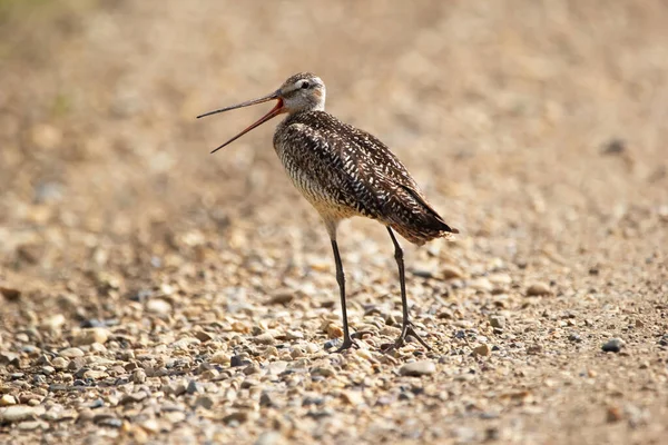 Shorebird Marbled Godwit Gray White Streaky Plymage Standing Gravel Country — Stock Photo, Image