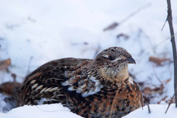 Female Ruffed Grouse Foraging Ground Scratching Snow Cold Winter Day — Stock Photo, Image