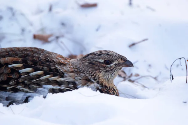 Female Ruffed Grouse Foraging Ground Scratching Snow Cold Winter Day — Stock Photo, Image