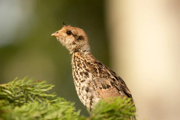 Little Ruffed Grouse Chick Perched Spruce Branch Summer Day Alerted — Stock Photo, Image