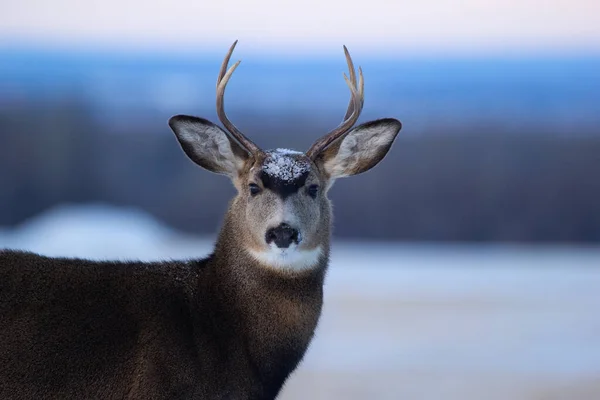 Beautiful portrait of male Mule deer with antlers in the cold winter day.