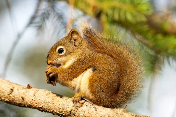 Söpö Pieni Vauva Amerikkalainen Punainen Orava Istuu Kuusen Oksalla Syö — kuvapankkivalokuva