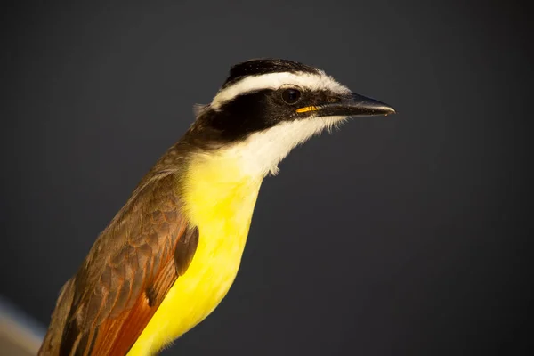 Retrato Belo Pássaro Tropical Grande Kiskadee Uma Manhã Ensolarada — Fotografia de Stock