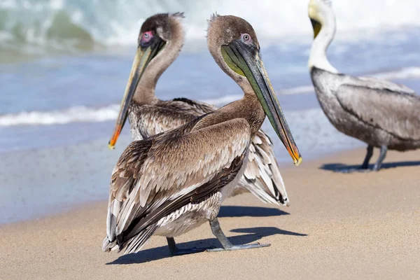 Смешные Коричневые Пеликаны Находятся Песчаном Пляже Солнечный Летний День Волны — стоковое фото