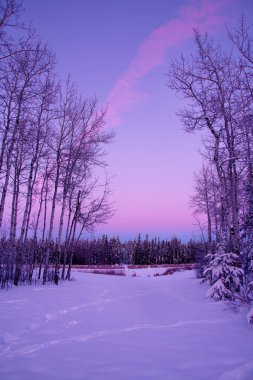 Gün batımından sonra güzel pembe ve mavi bir akşam. Kış ormanında, patikadan manzara..