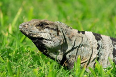 Meksika (ya da batı) dikenli iguanası, veya stenosaura pectinata, güneşli bir günde çimlerden bakar. Meksika.