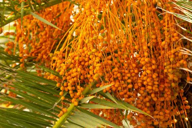 Anka kuşu veya olgun sarı meyve ve yeşil yapraklı hurma ağacı.