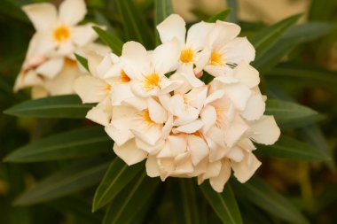 Şeftali rengi zakkum çiçeğinin yeşil yapraklı parlak yaz fotoğrafı.