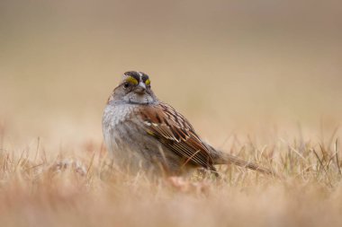 Beyaz boğazlı serçenin, baharda kuru sarı çimlerde yiyecek arayışında olduğu yakın plan..