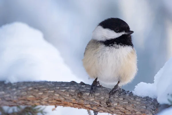 Cute Little Bird Black Capped Chickadee Perched Pine Branch Snow — Stock Photo, Image