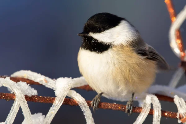 Northern bird Black-capped chickadee is sitting on the Christmas illumination covered with ice in the yard in winter.
