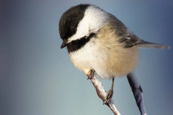 Cute Little American Northern Bird Black Capped Chickadee Perched Tree — Stock Photo, Image