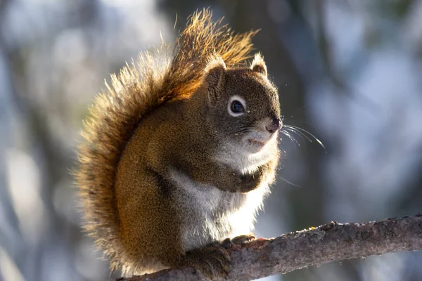 Close Esquilo Vermelho Americano Está Sentado Ramo Árvore Floresta Inverno — Fotografia de Stock
