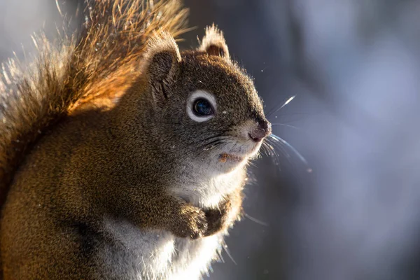 Close Esquilo Vermelho Americano Está Sentado Ramo Árvore Floresta Inverno — Fotografia de Stock