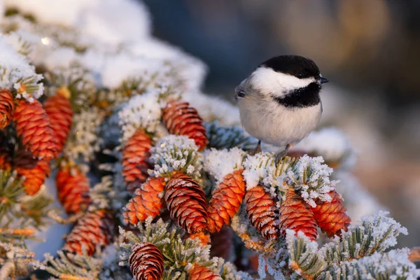 Northern Bird Black Capped Chickadee Perched Spruce Branch Many Cones — Stock Photo, Image