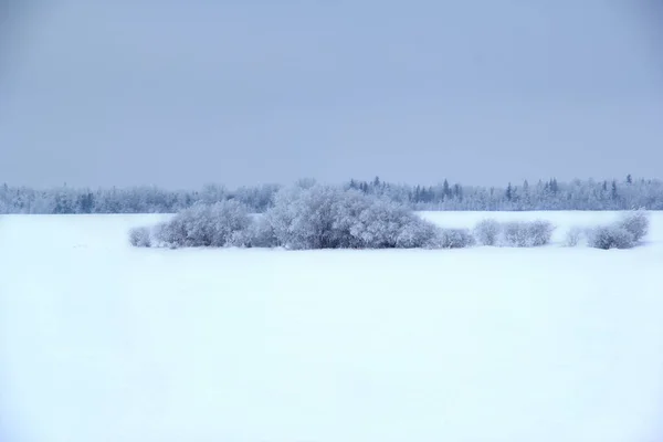 stock image Wonderful winter landscape photography of the white snowy field and the bush in the middle covered with snow, forest in the background, blue sky.