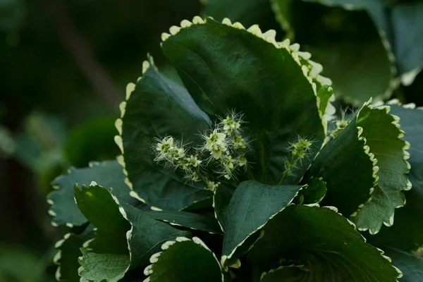 Planta Tropical Acalypha Wilkesiana Belas Folhas Verdes Onduladas Com Dentes — Fotografia de Stock