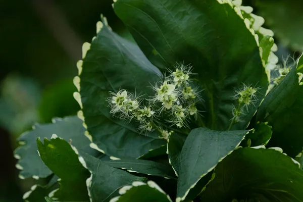 Planta Tropical Acalypha Wilkesiana Belas Folhas Verdes Onduladas Com Dentes — Fotografia de Stock