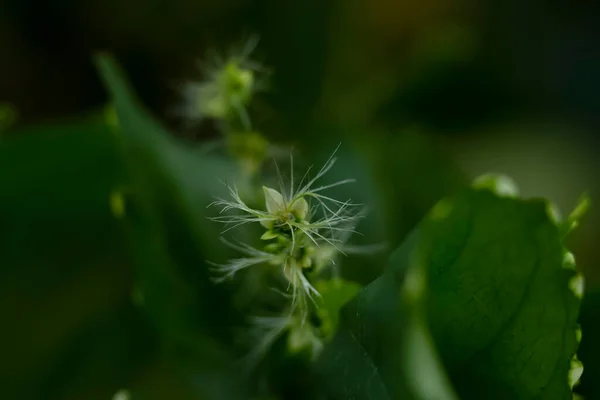 Stock image Tropical plant Acalypha wilkesiana, beautiful green curled leaves with white teeth on the edge and delicate bloom.