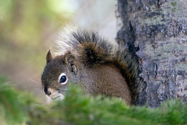 Esquilo Vermelho Americano Está Sentado Árvore Abeto Escondendo Atrás Galho — Fotografia de Stock