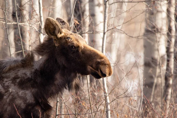 Female Moose Molts Spring Patchy Fur Neck Forest — Stock Photo, Image