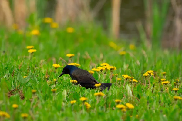 Male Common Grackle Foraging Ground Spring Green Grass Blooming Yellow — Stock Photo, Image