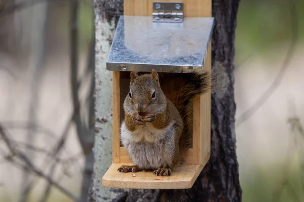 Esquilo Vermelho Americano Está Sentado Alimentador Árvore Comer Amendoins Primavera — Fotografia de Stock