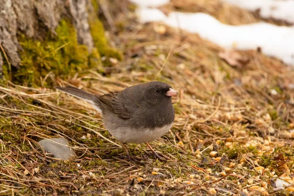 冬天的时候 黑眼睛的小野鸟正在干枯的草地和树叶中觅食 寻找种子 — 图库照片