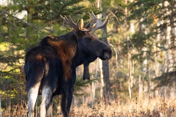 Moose Bull Velkými Parohy Stojí Suché Žluté Trávě Lese Během — Stock fotografie
