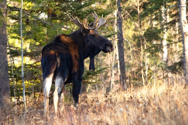 Moose Bull Velkými Parohy Stojí Suché Žluté Trávě Lese Během — Stock fotografie