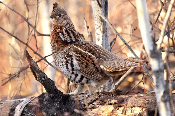 Female Ruffed Grouse Camouflaging Dry Brown Grass Autumn Forest — Stock Photo, Image