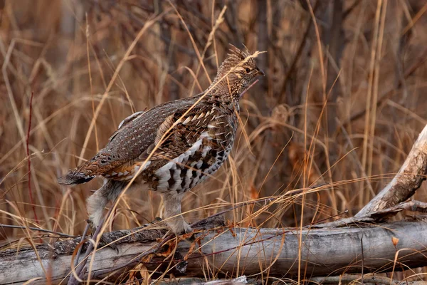 Female Ruffed Grouse Camouflaging Dry Brown Grass Autumn Forest — Stock Photo, Image