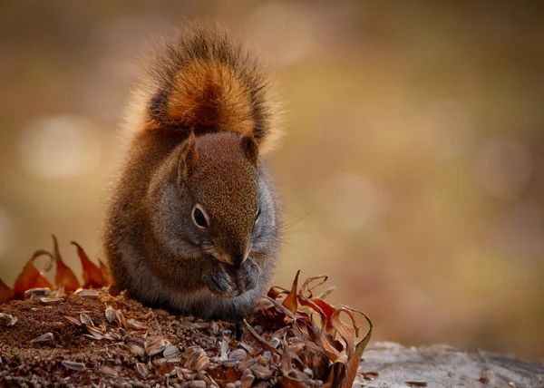 Esquilo Vermelho Americano Fofo Bonito Está Sentado Toco Comendo Sementes — Fotografia de Stock