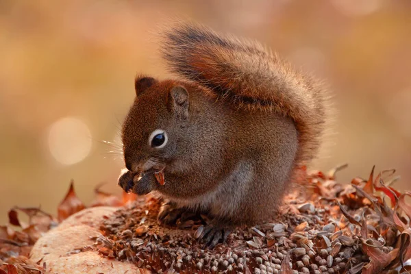 Esquilo Vermelho Americano Fofo Bonito Está Sentado Toco Comendo Sementes — Fotografia de Stock