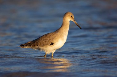 Üremeyen yetişkin kuş Willet, altın saat ışığında denizin mavi sularında duruyor ve yiyecek arıyor..