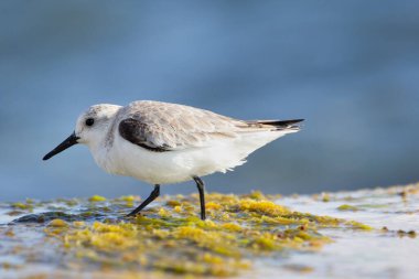 Üremeyen yetişkin kuş Sanderling soluk tüylü yeşil yosunlu bir kayanın üzerinde deniz kenarında yiyecek arıyor..