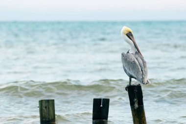 Yalnız kahverengi pelikan deniz kıyısındaki ahşap kutuplardan birinde oturuyor ve mavi suyun arka planında sabah dalgaları ve gökyüzünü izliyor..