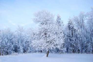 Vadinin ortasında, ormanın ortasında, karla kaplı büyük bir çam ağacı..