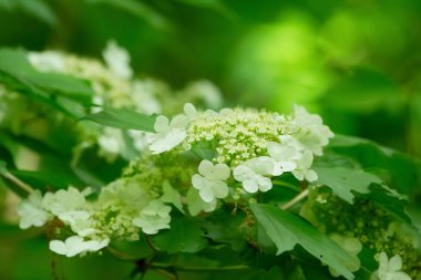 Parkta yeşil yapraklar ve yazları vahşi yüksek çalı Viburnum 'un güzel beyaz çiçeği..