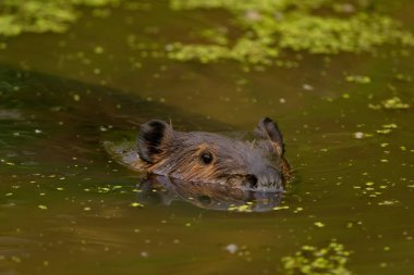 Kunduz başı, su bitkilerinin arasında, nehrin yeşil sularında yüzüyor..