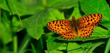 Güzel kelebek Northwestern Fritillary yazın bahçedeki yeşil çimlerin üzerinde dinleniyor..