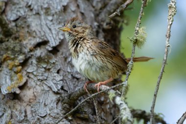 Genç Lincoln 'ün serçesi yazın sık ormandaki ladin dalında tetikte bekliyor..