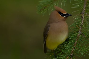 Renkli kuş Cedar Waxwing yazın bir ladin dalında oturuyor ve böcekleri arıyor..