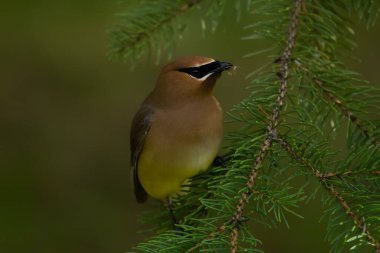 Renkli kuş Cedar Waxwing yazın bir ladin dalında oturuyor ve bir böcek yakaladı..