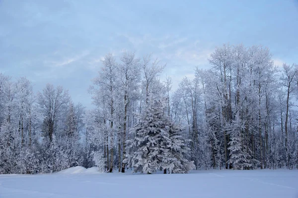Ландшафт Лесу Ряд Деревьев Вдоль Дороги Покрытых Снегом — стоковое фото