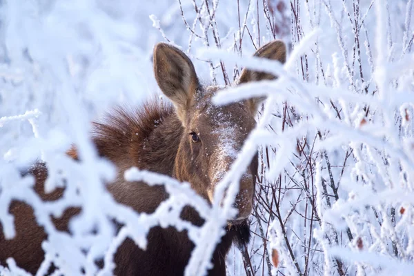 Красивая Сцена Зимнем Заснеженном Лесу Лося Прячущегося Белыми Ветвями Смотрящего — стоковое фото