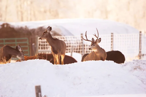 Herd of deer tresspassed jumped over the fence of the farm to eat from the feeder for cows.
