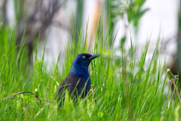 Vibrant Blue Common Grackle Sitting Green Summer Grass Lake Foraging — Stock Photo, Image