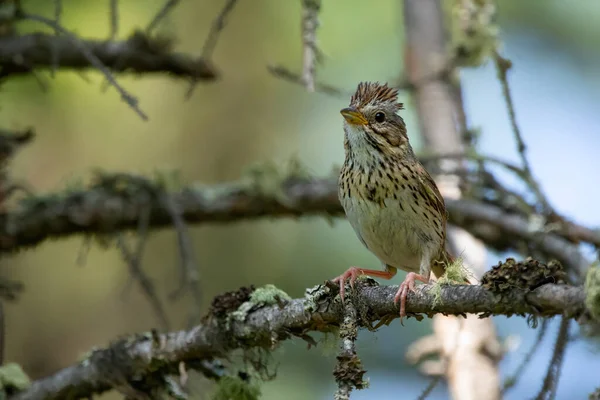 Juvenile Lincoln Sparrow Sitting Alerted Spruce Brance Dense Forest Summer — Stock Photo, Image